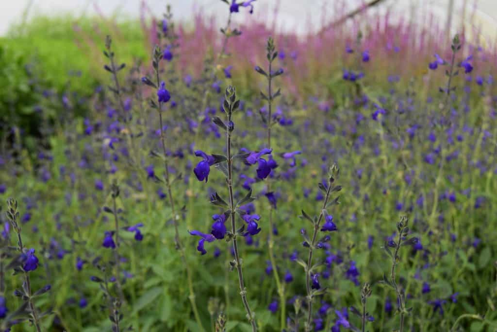 Salvia 'Blue Note' ---